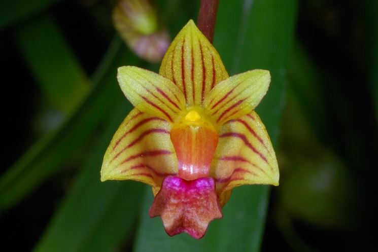 bulbophyllum capillipes