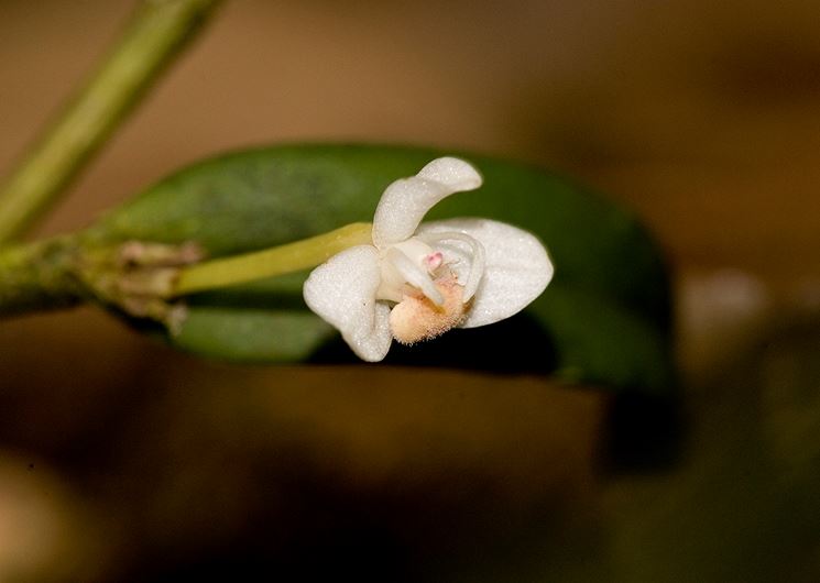 fiore cadetia