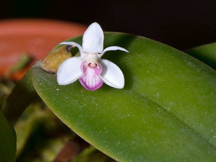 cadetia orchidea
