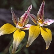 Caladenia