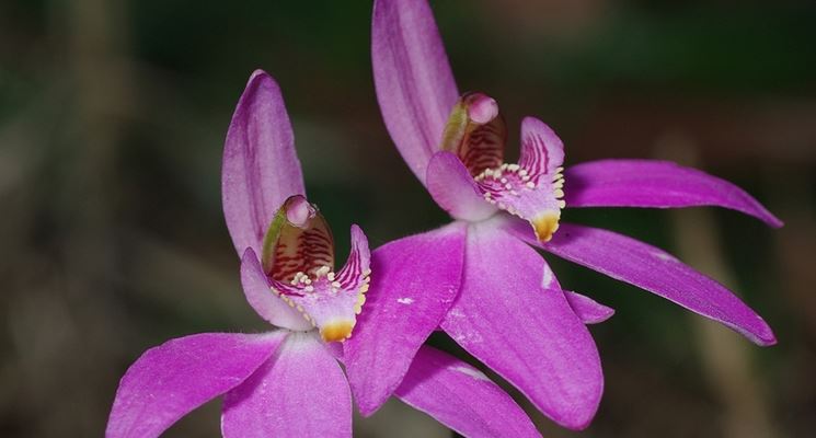 Caladenia quadrifaria