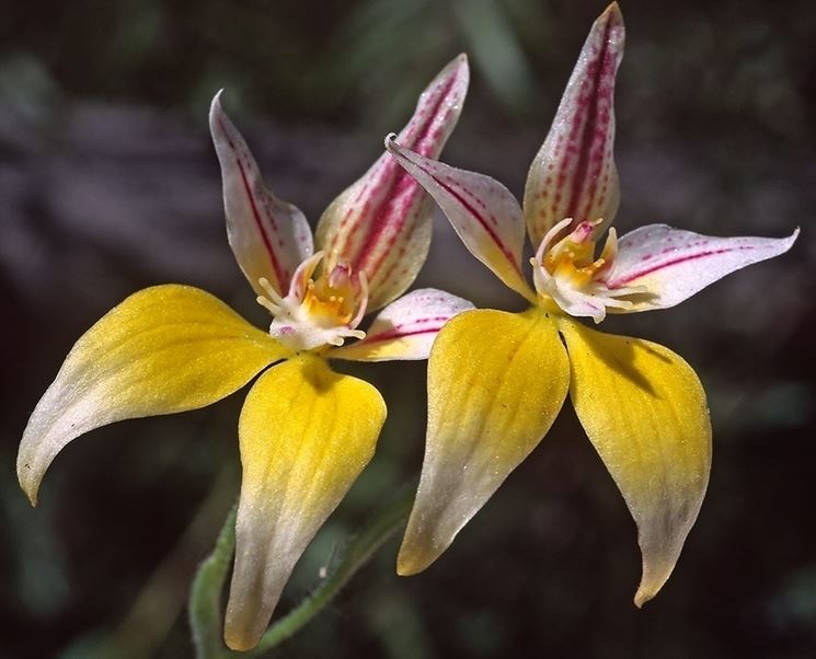 Caladenia