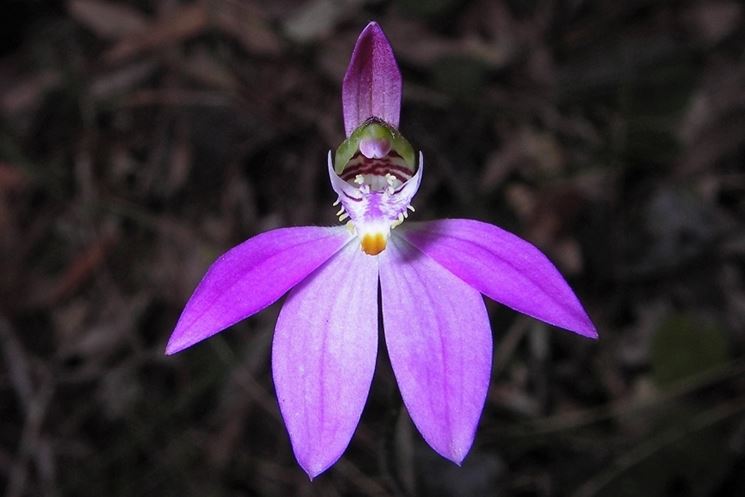 fiore caldenia