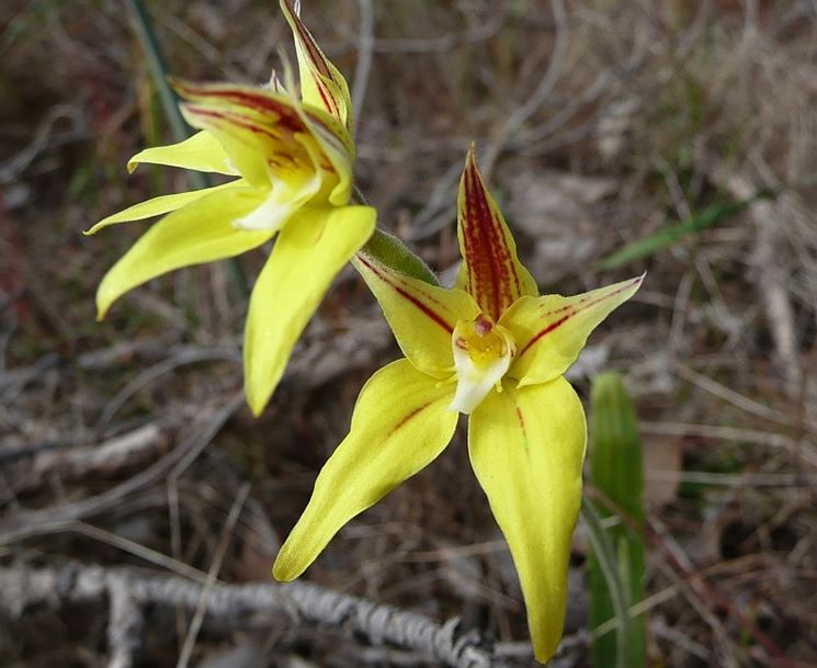 caladenia flava