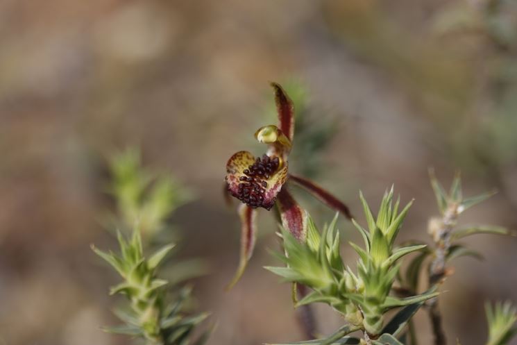 caladenia actensis