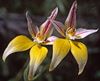 Caladenia