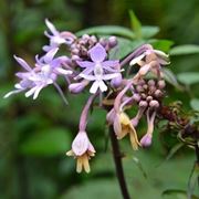 Calanthe triplicata