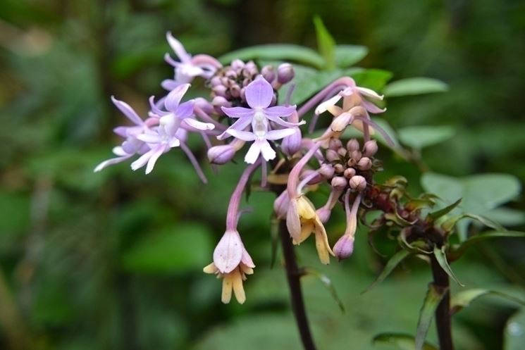 Calanthe triplicata