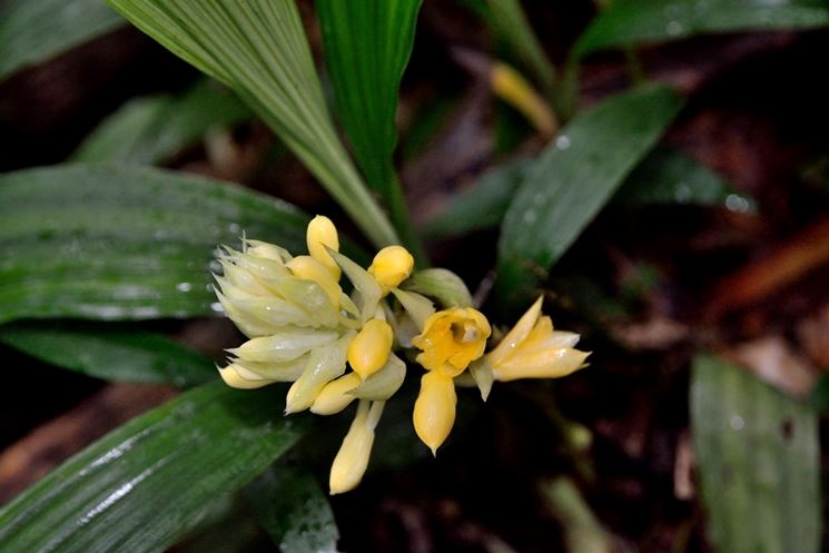 Calanthe densiflora