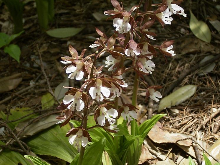 Calanthe discolor