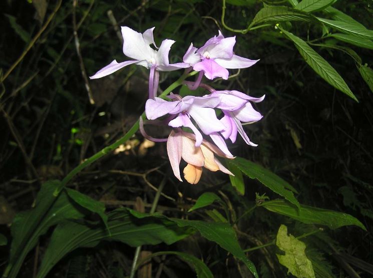 Calanthe sylvatica