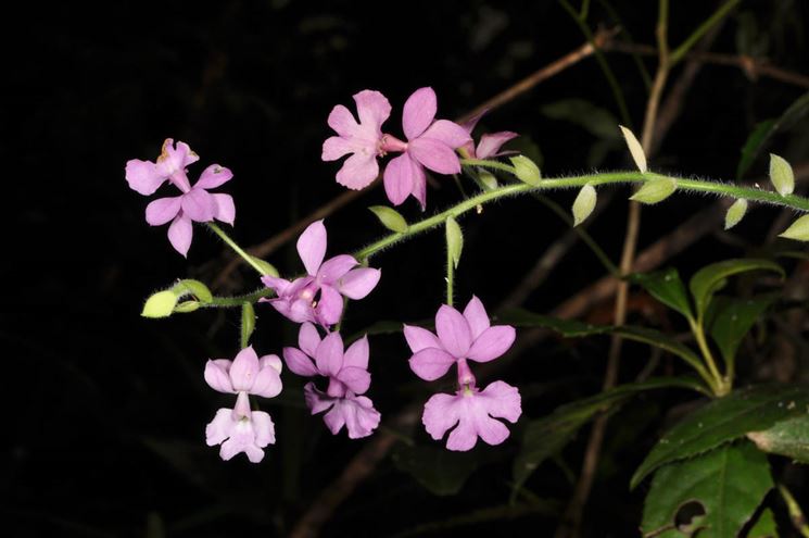 Calanthe rubens