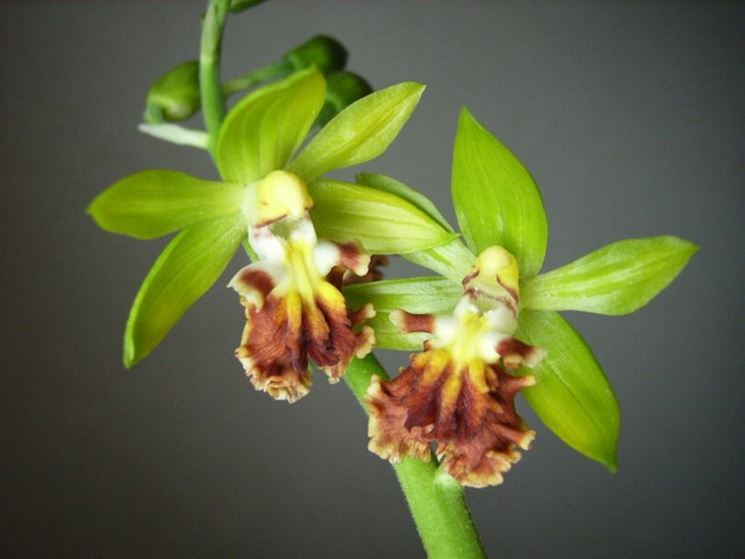 calanthe tricarinata