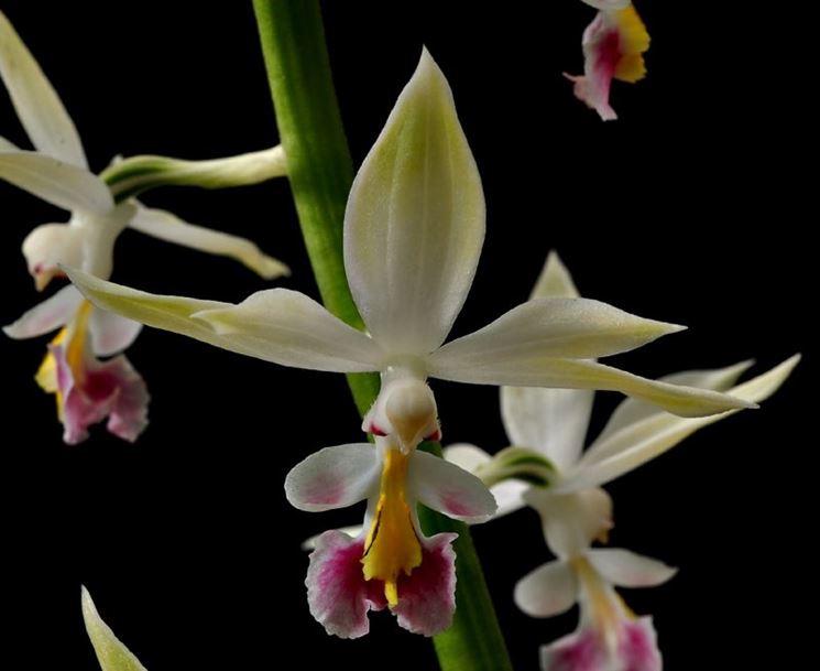 calanthe