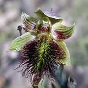 Calochilus