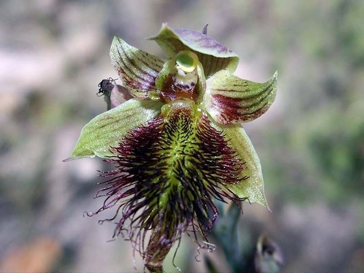 Calochilus