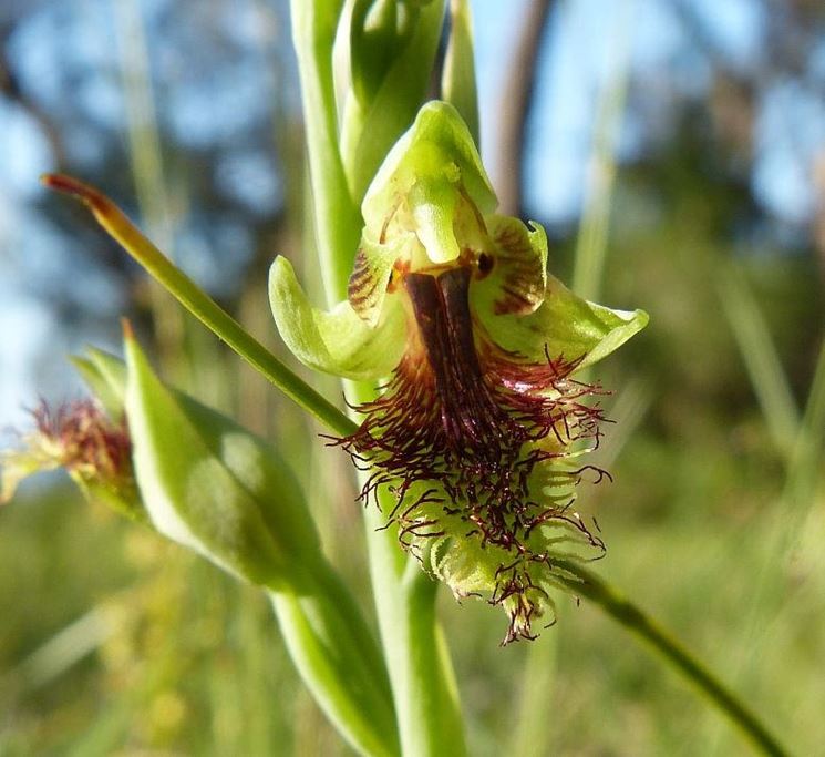 pianta Calochilus