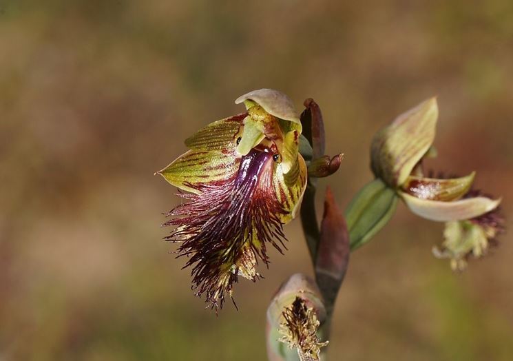 fiori calochilus