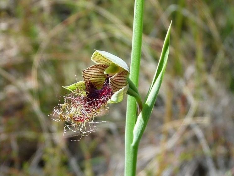 calochilus orchidea