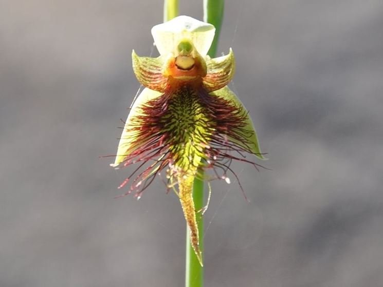 calochilus paludosus