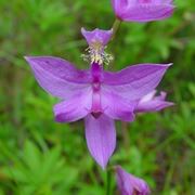 Calopogon