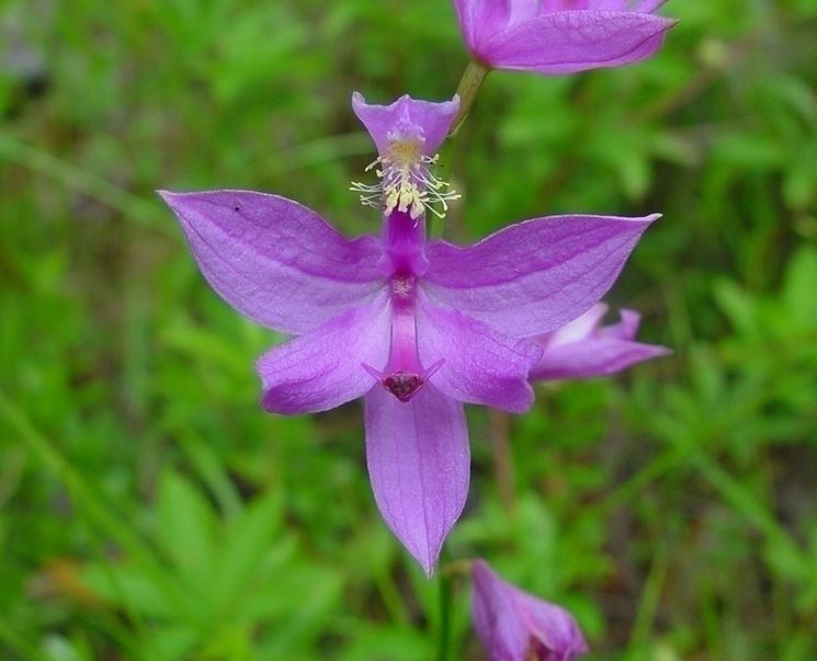 Calopogon