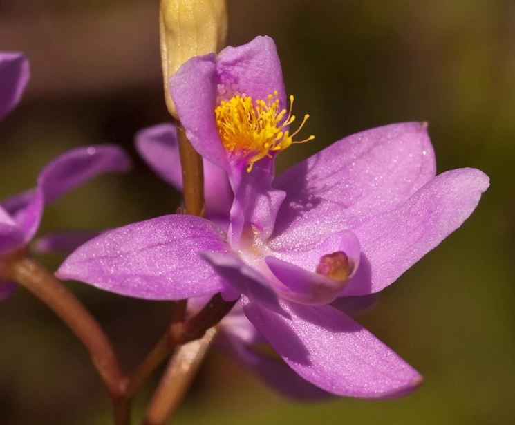 fiore Calopogon