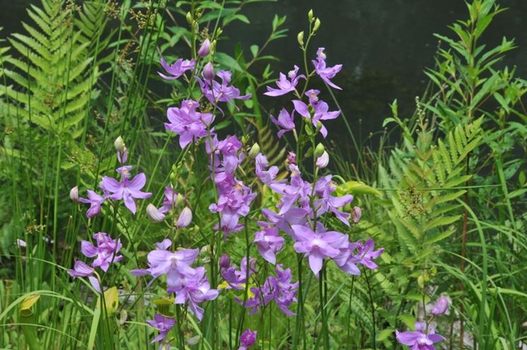 calopogon tuberosus