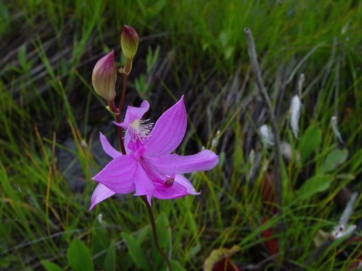 fiori calopogon