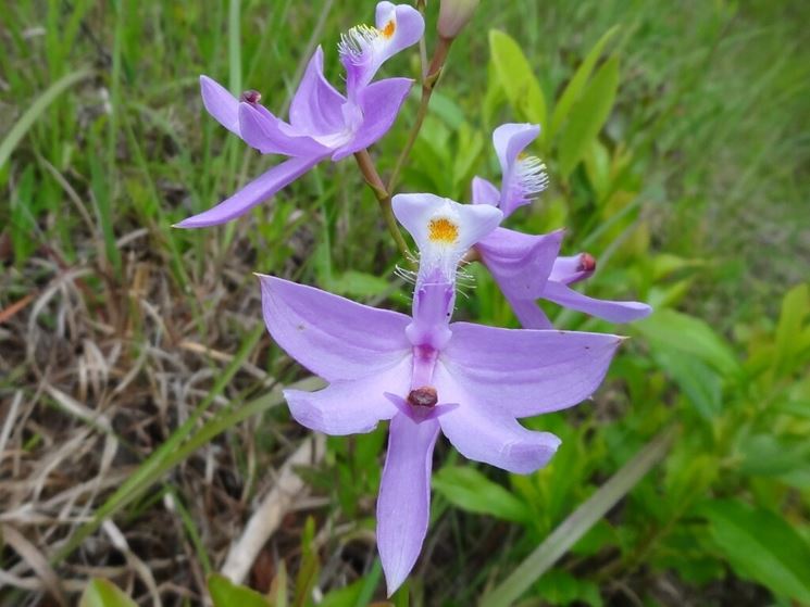 calopogon fiore