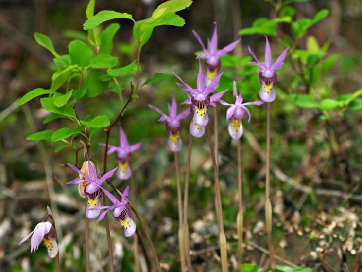 calypso orchidea