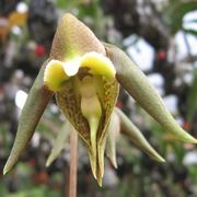 Catasetum gnomus