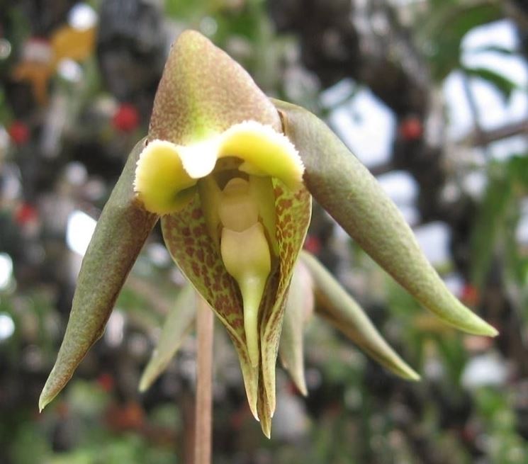 Catasetum gnomus