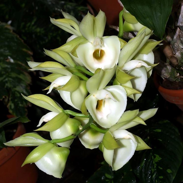 catasetum fiori