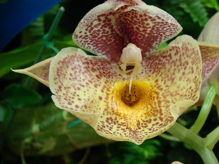 orchidee catasetum