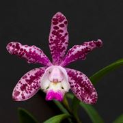 Orchidee Cattleya spicata