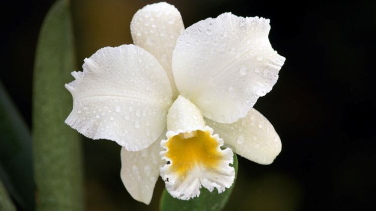 Cattleya