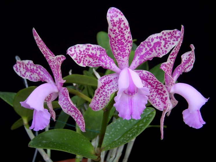 cattleya orchidee