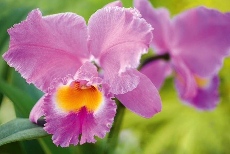 orchidea cattleya