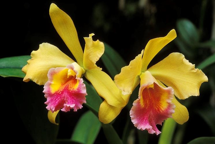 cattleya hybrid