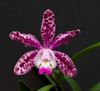 Orchidee Cattleya spicata