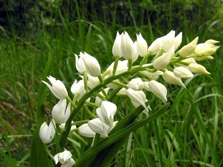 Cephalanthera