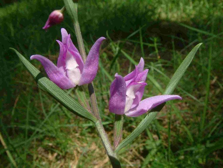 pianta Cephalanthera
