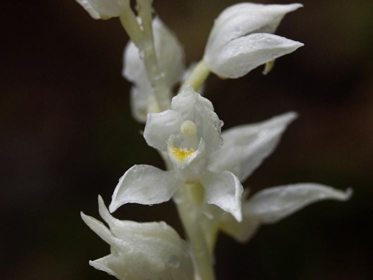 cephalanthera austiniae