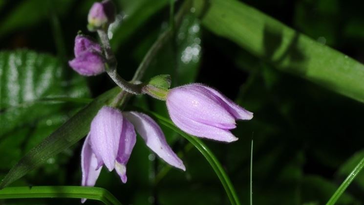 fiori cephalanthera