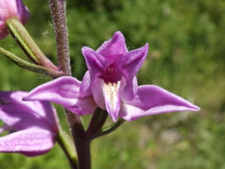 cephalanthera rubra