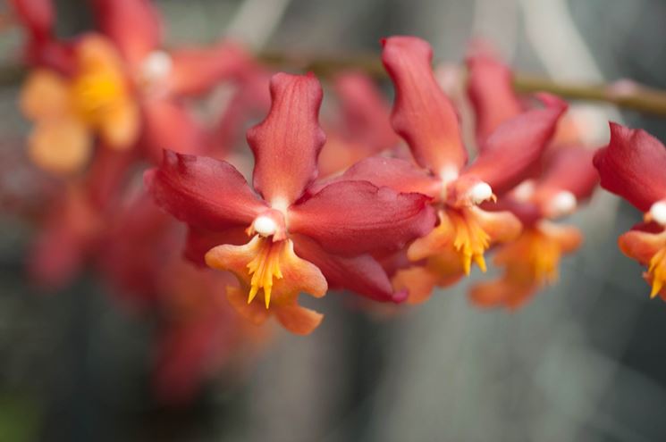 moltiplicazione orchidea