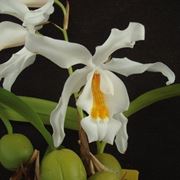 Coelogyne cristata