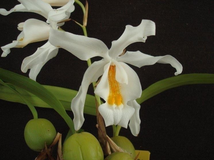 Coelogyne cristata