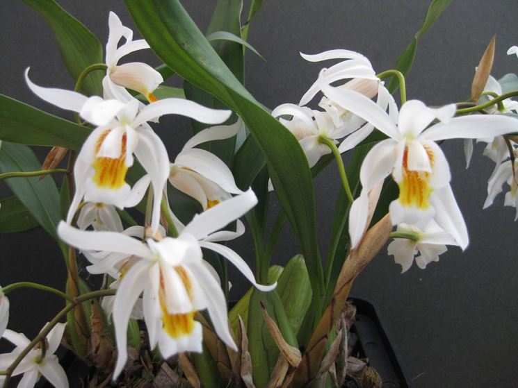 Coelogyne pianta